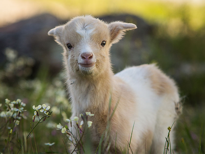 Was ist Ziegen-Yoga, woher kommt es, was bringt es, gibt es Goat Yoga auch in Deutschland + Yoga-Trends bei Fitness First