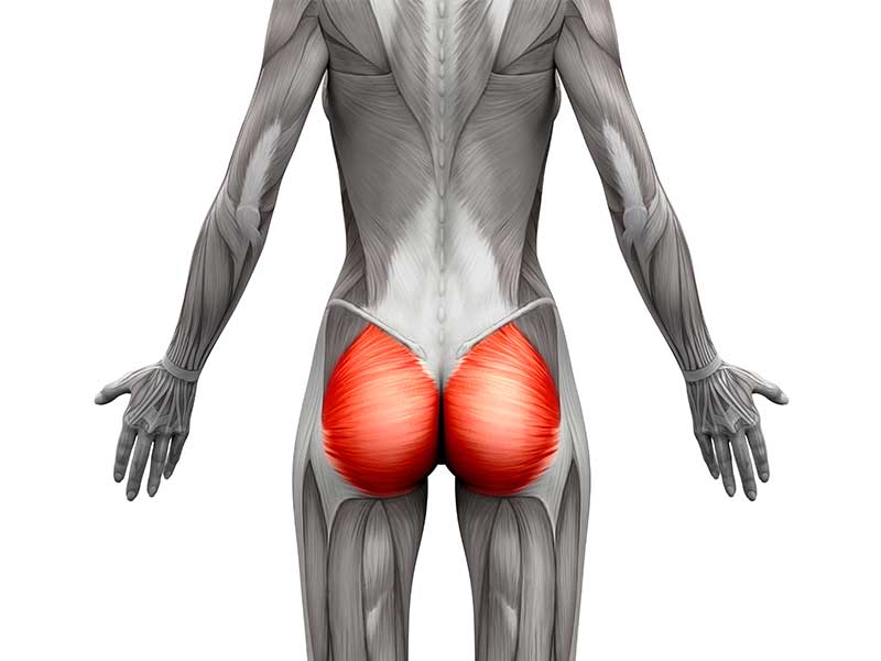 Po-Muskel: Gluteus Maximus