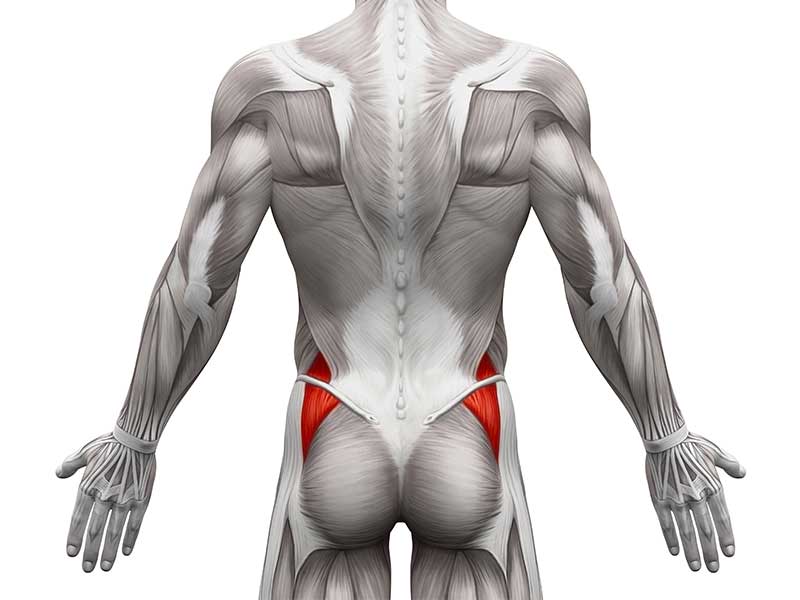 Po-Muskeln: Gluteus Medius + Minimus darunter (nicht sichtbar)