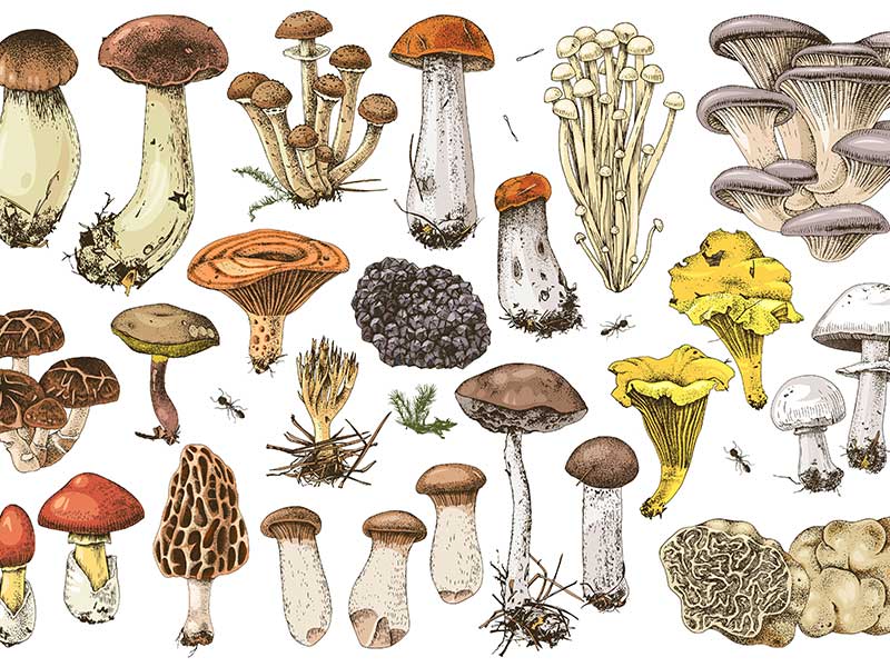 Wie gesund sind Pilze, Pilze als Fleischersatz, Pilzarten, Pilze zuberieten, Pilz-Fleischersatz-Rezepte, FAQ zu Pilzen.