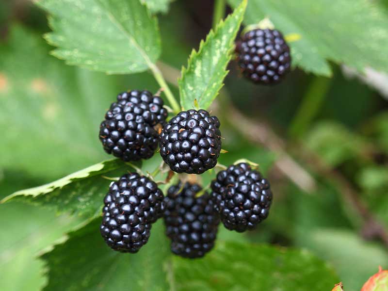 Im Juli und August haben folgende Lebensmittel in Deutschland Saison: Brombeeren