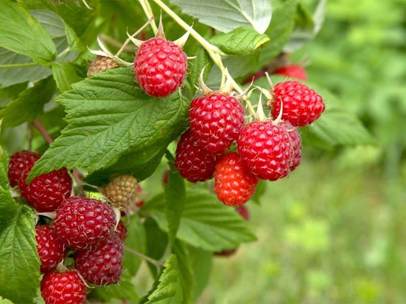 Himbeeren enthalten wenig Kalorien und viele Ballaststoffe – ideal, wenn du auf dein Gewicht achtest.