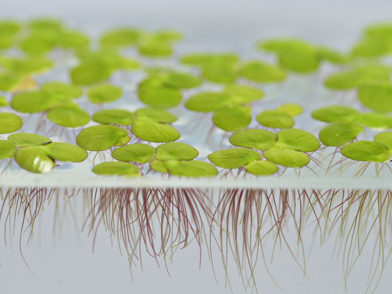 Micro Greens:: Wasserlinsen