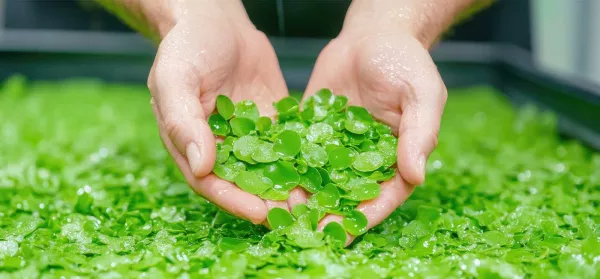 Wasserlinsen essen: So gesund ist Entengrütze