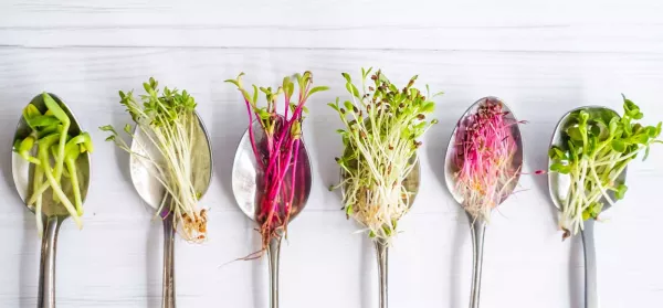 Micro Greens: Was steckt hinter dem gesunden Food-Trend?