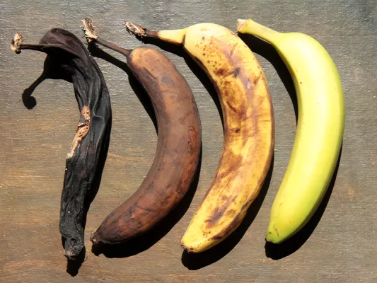 Bevor du dir zum Sport Bananen reinziehst, schau sie dir etwas genauer an. Es macht nämlich einen großen Unterschied, ob sie noch grün, knallig gelb oder schon braun gefleckt sind.